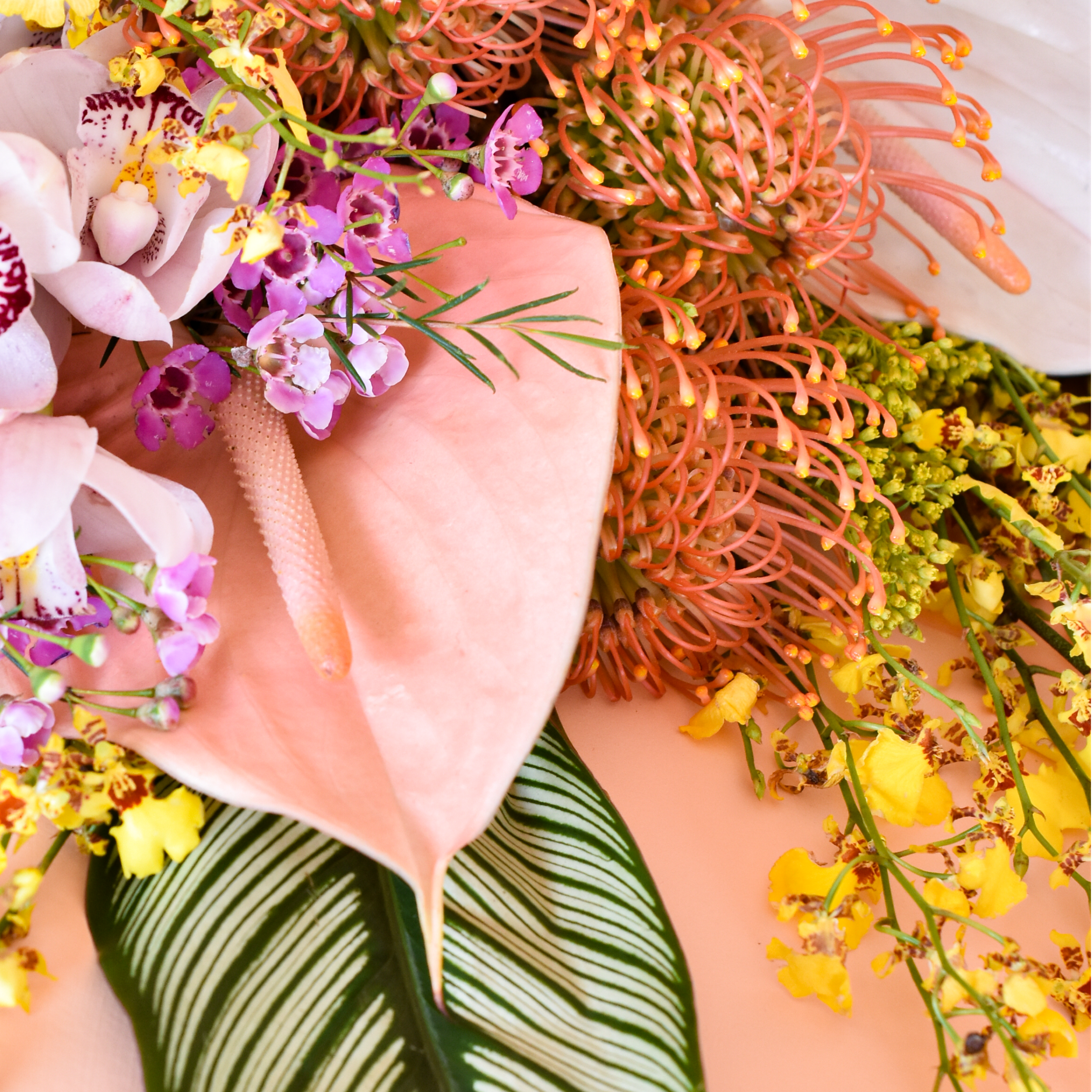 Blossomresized_9-11-24-53.png