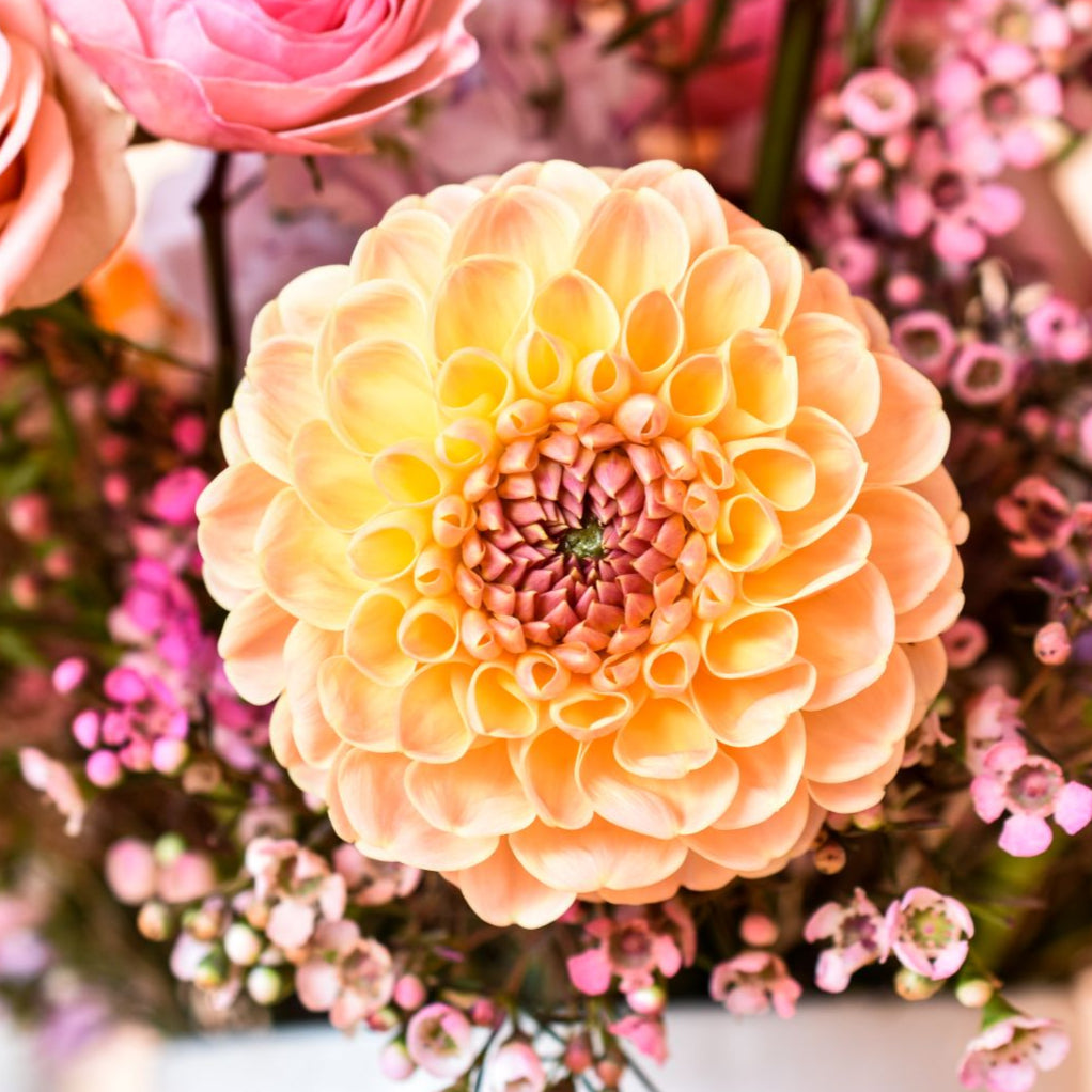 A peach and yellow dahlia for a workshops experience in Lakewood and Columbus